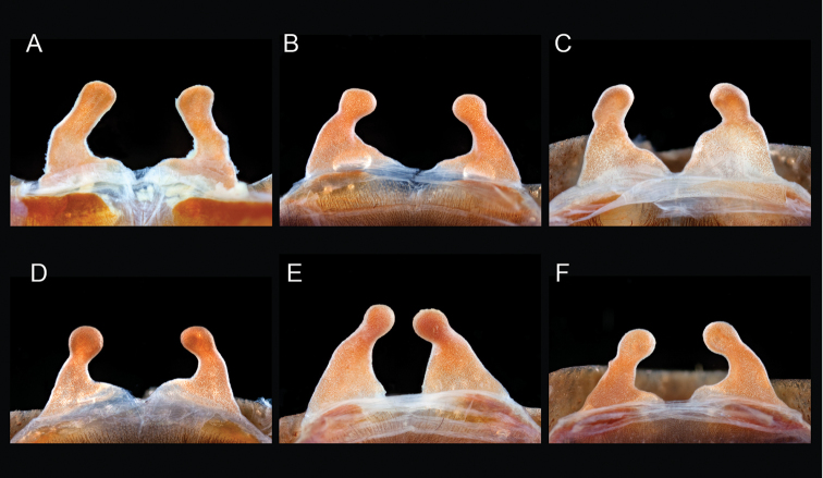 Figure 33.