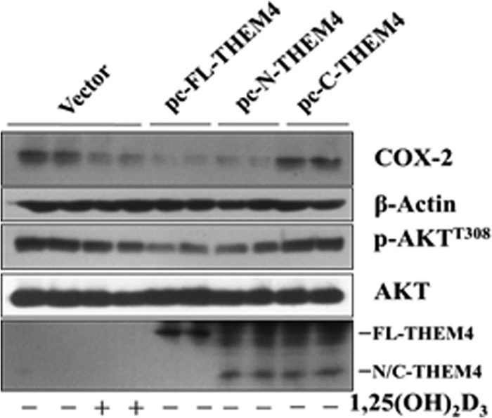 FIGURE 17.