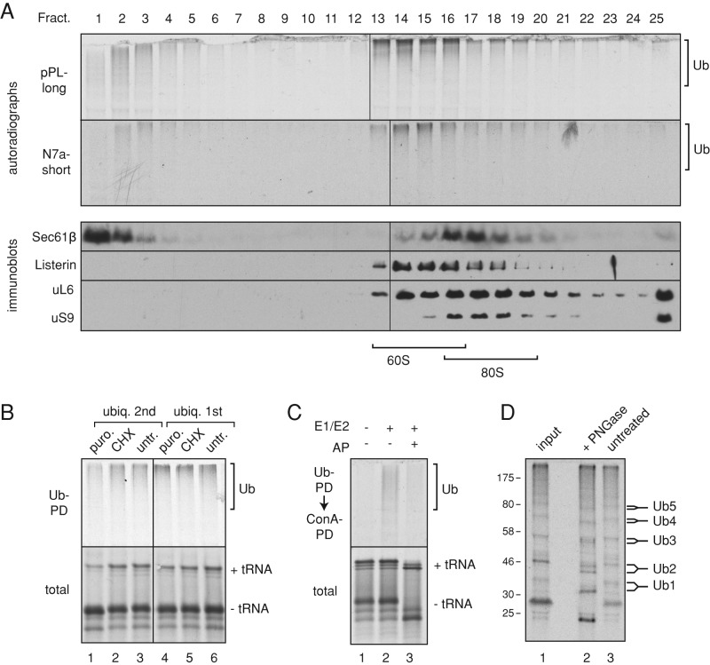 FIGURE 5: