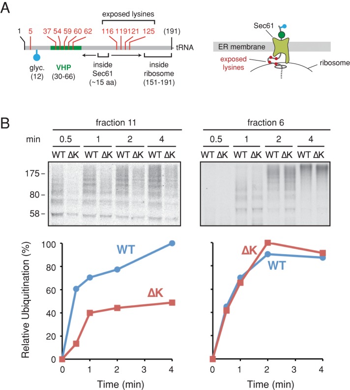 FIGURE 6: