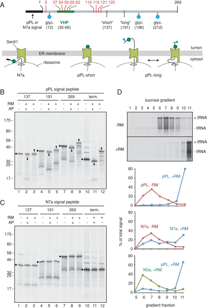 FIGURE 3: