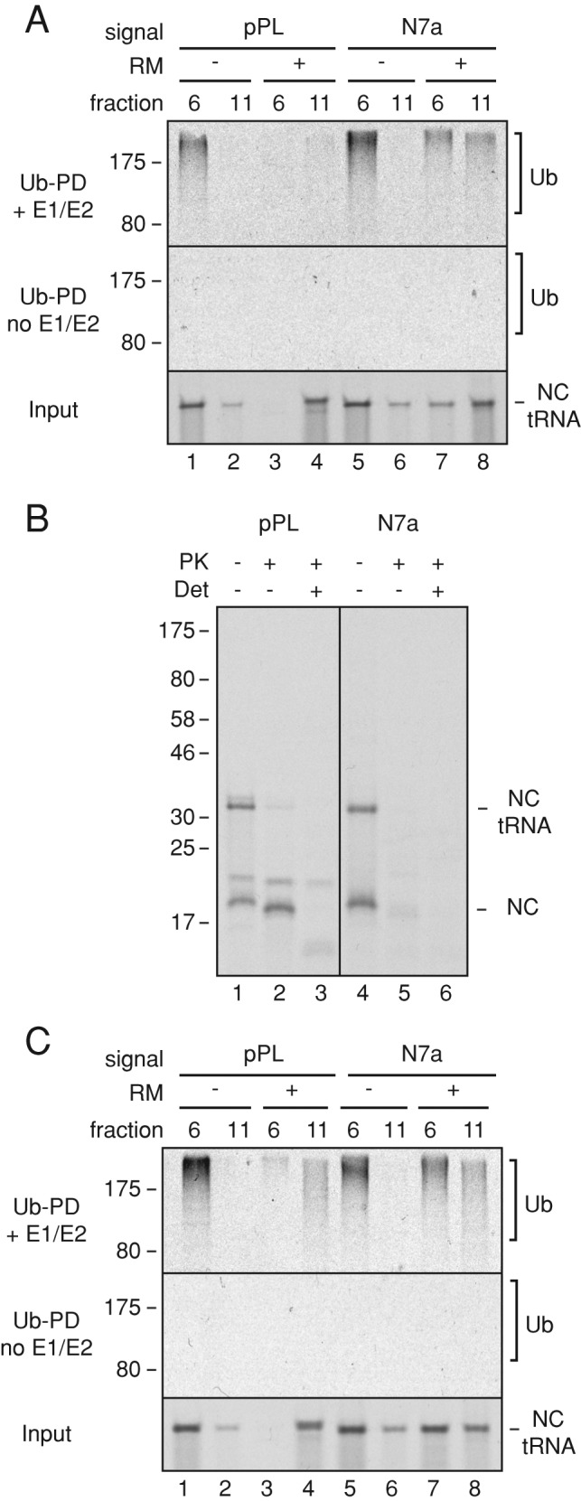 FIGURE 4: