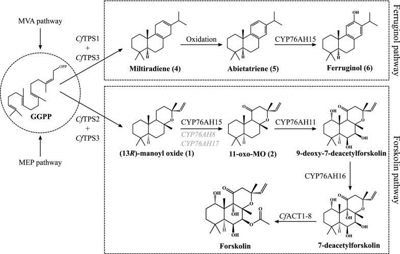 Fig. 1