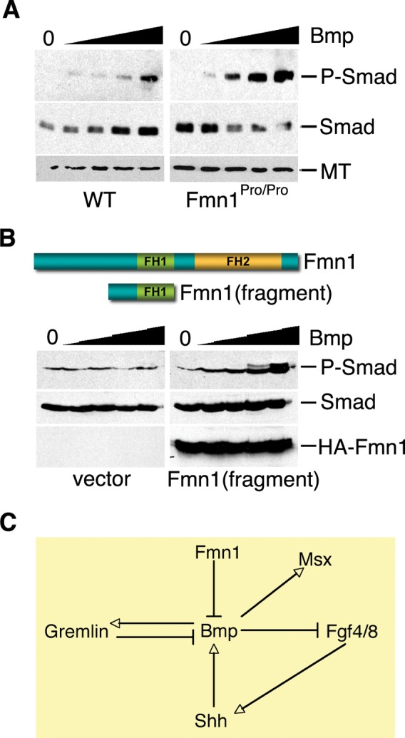 Figure 6.