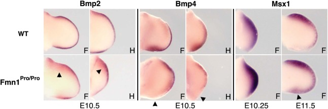 Figure 4.