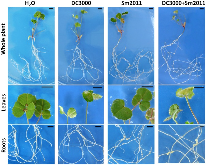 FIGURE 3