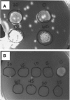 <b>FIG. 1.</b>