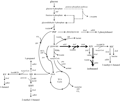 Fig. 1