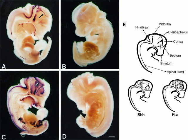 Fig. 1.