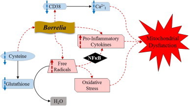 Fig. 3