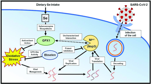 FIGURE 1