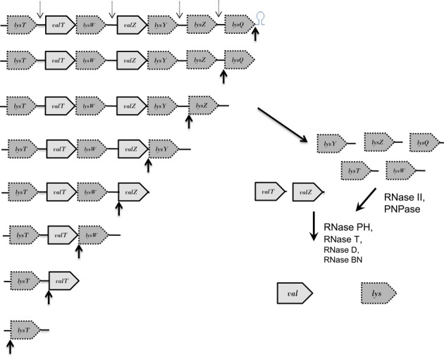 Figure 7.