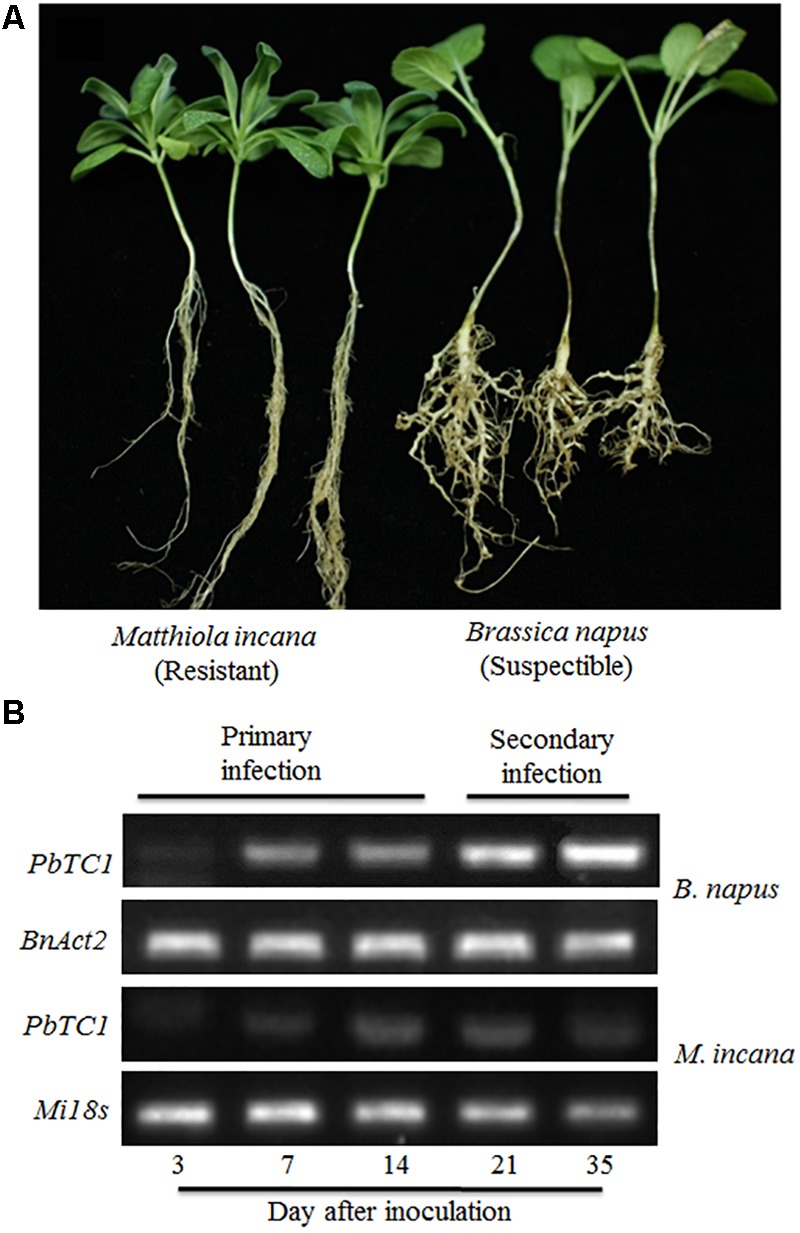 FIGURE 1