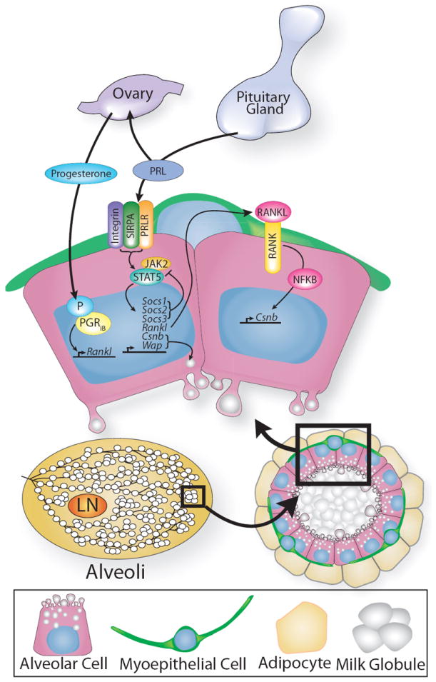 Figure 5