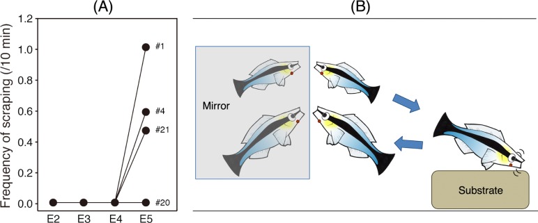 Fig 3