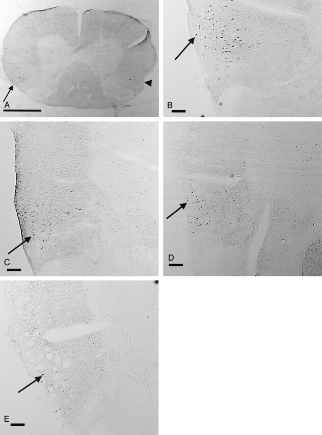 Fig 6.