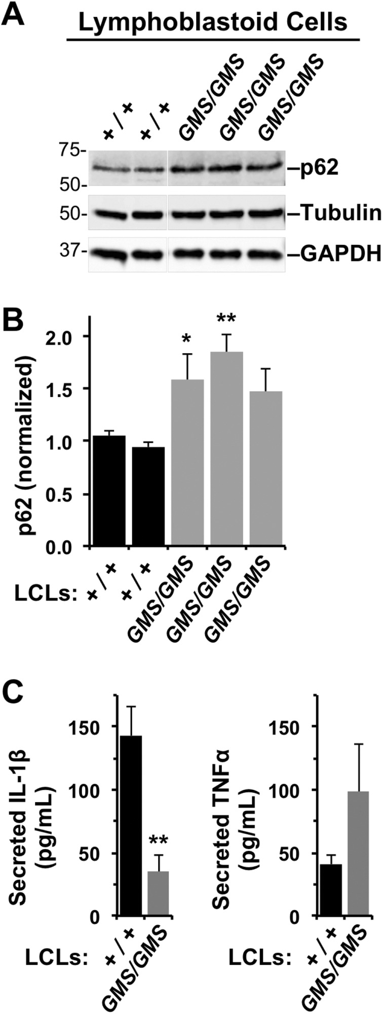 FIGURE 6: