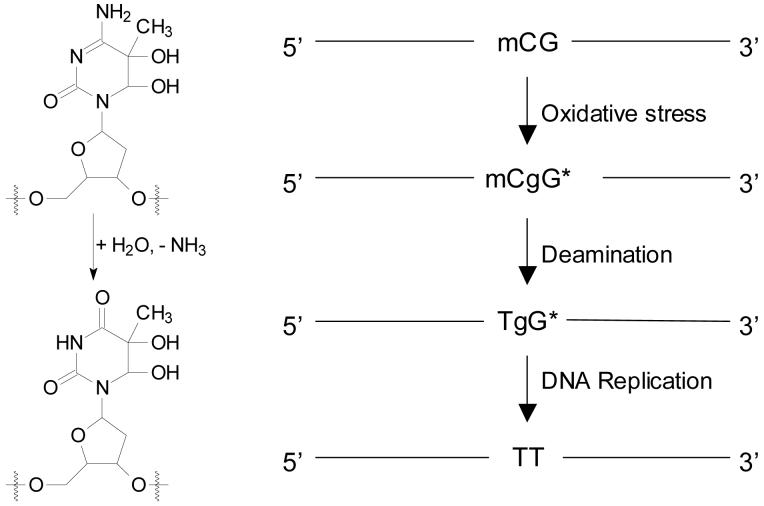 Scheme 2