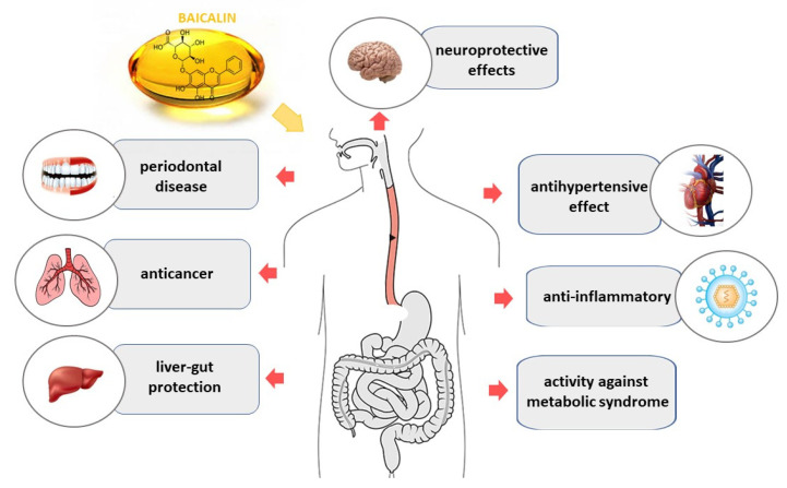 Baicalin—Current Trends in Detection Methods and Health-Promoting ...