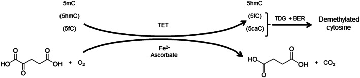 Fig. 1