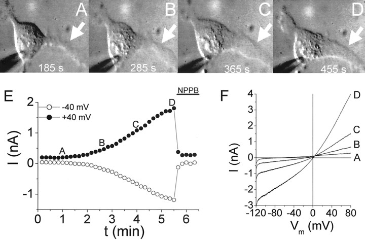 Fig. 7.