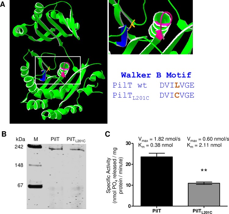 FIG 1 