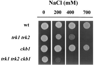 FIG. 6