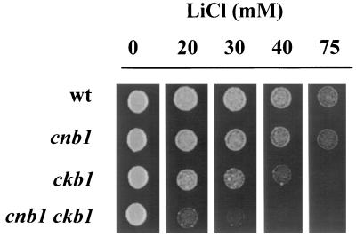 FIG. 1