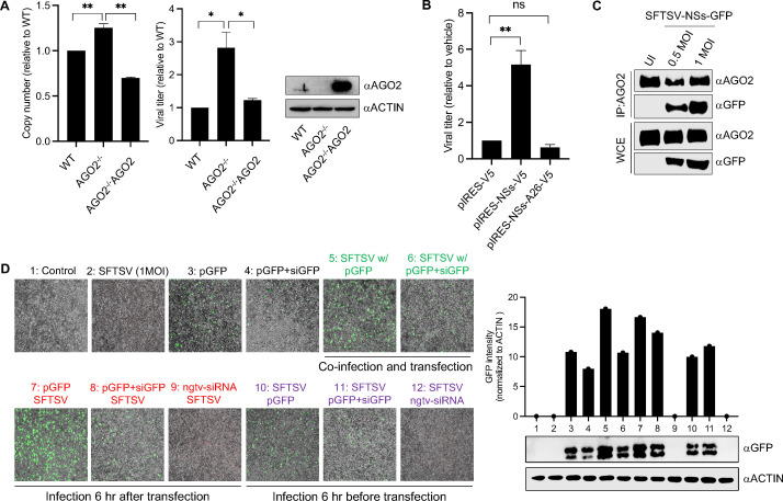 Bar graphs compare viral copy number and titer in different AGO2 conditions, Western blot analysis of AGO2 and GFP interactions, and fluorescence microscopy of cells under various transfection and infection conditions, with GFP intensity quantification.