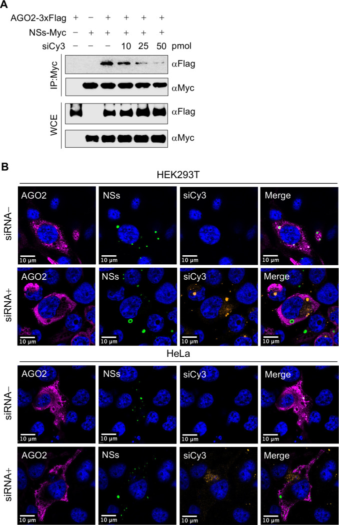 Western blot analysis of AGO2 and NSs interactions under siRNA treatment and fluorescence microscopy of HEK293T and HeLa cells depicting AGO2, NSs, and siCy3 localization with and without siCy3 treatment.