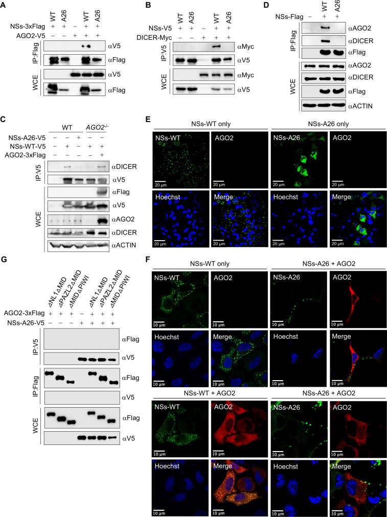 Western blot analyses of protein interactions involving AGO2, DICER, and NSs variants, immunofluorescence microscopy of co-localization of NSs and AGO2, and co-immunoprecipitation assays assessing domain-specific interactions between AGO2 and NSs-A26.