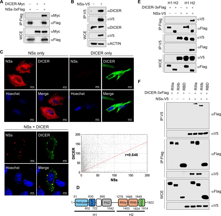 Western blot analyses of protein interactions, immunofluorescence microscopy of NSs and DICER localization, schematic of DICER domains, and assays of interactions between NSs and DICER variants. Scatterplot quantifies co-localization of NSs and DICER.