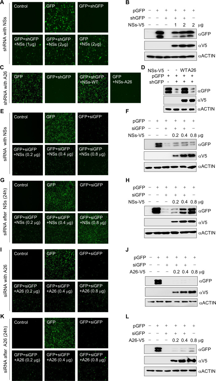 Fluorescence microscopy of GFP expression under different shRNA and siRNA conditions, Western blot analyses of GFP and NSs-V5 interactions, and siRNA-mediated knockdown effects on NSs and A26 expression.