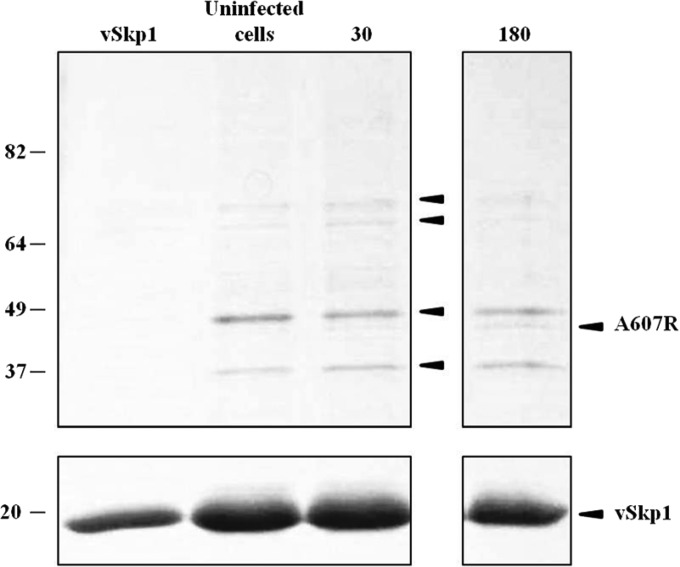 FIG 10