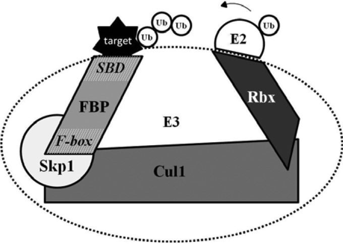 FIG 1