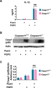 Figure 1—figure supplement 1.