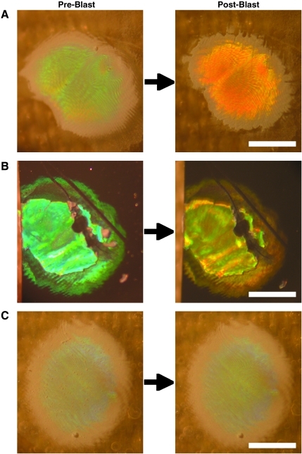 FIG. 7.