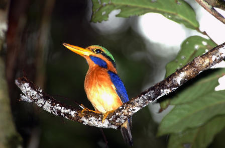 Rufous-collared Kingfisher: Deforestation threatens its survival (Photo: Jakob Wijkema)