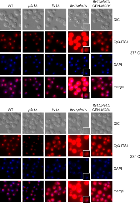 FIGURE 4.