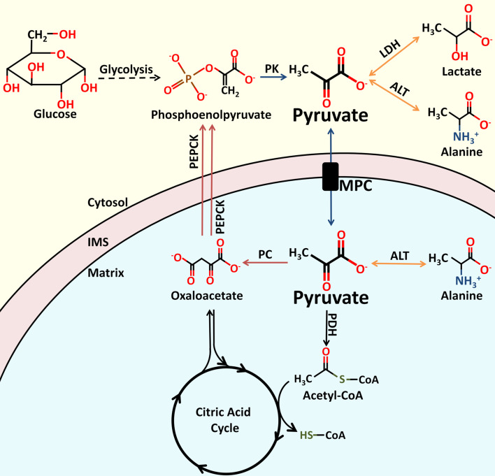 Fig. 1