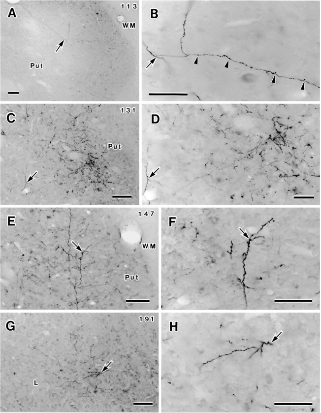 Fig. 8.