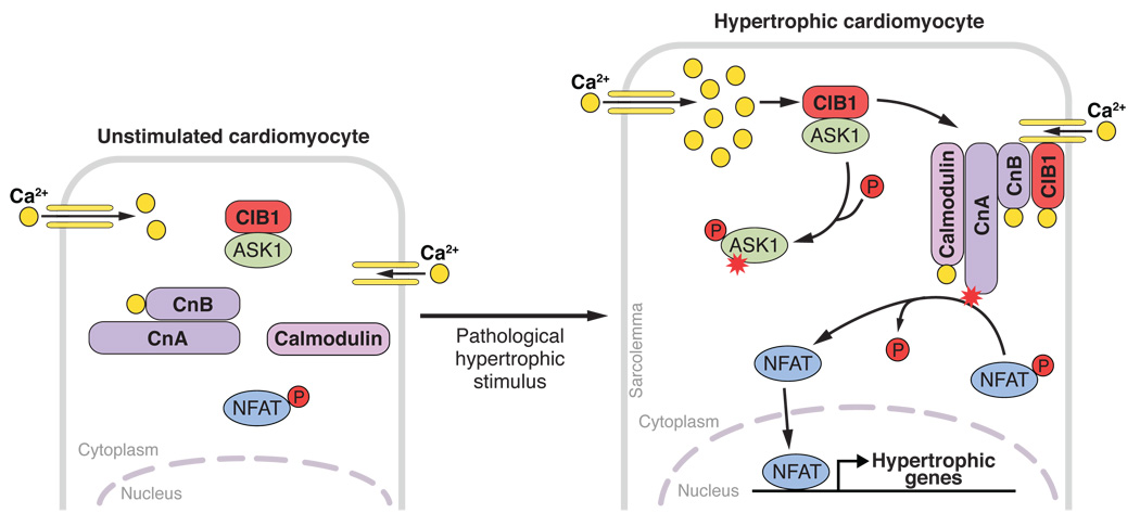 Model of CIB1-induced activation of calcineurin-NFAT signaling