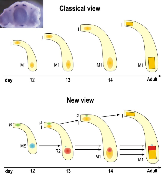 Figure 19