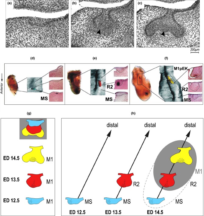 Figure 18