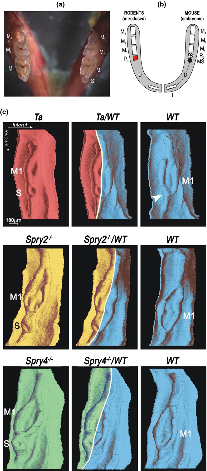 Figure 15