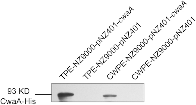 Figure 5