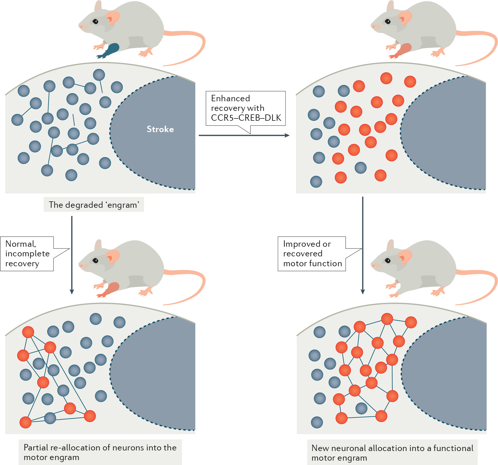 Fig. 4 |