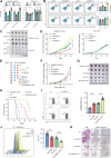 Figure 7. PABPC1L deficiency reverses immune suppression and therapeutic potential of PABPC1L knockdown and ICB combination therapy in RCC PDX models. A, IDO1-KO cells and control cells were subjected to PABPC1L knockdown or overexpression. KYN and TRP levels in cell supernatants were determined by ELISA. HPLC/MS-MS analysis was used to generate the TRP metabolomic profiles of mouse plasma, and the KYN/TRP ratio in the mouse plasma was calculated. B, Flow cytometry analysis of CD25+ and Foxp3+ Tregs. C and D, IDO1-KO cells and control cells were subjected to PABPC1L knockdown or overexpression. C, Tumor images. D, Tumor growth curves (n = 5 per group). E, Schematic diagram showing that RCC PDX mice were treated with adoptive T-cell transfer, anti-PD-1 antibody, and siRNA at the indicated time points. In the figure, −21 indicates the day of subcutaneous inoculation of RCC PDXs. F–H, The anti-PD-1 and siPABPC1L combination therapy synergistically suppressed the growth of tumors in RCC PDX mice (n = 5 per group). Tumor growth curves (F), tumor images (G), and survival curves (H). I, Flow cytometry analysis of GZMB in CD8+ T cells isolated from PDX tumors, with the indicated treatments. J, Representative flow cytometry histograms (left) and statistical analysis (right) of cell surface PD-1 isolated from PDX tumors with the indicated treatments. K, Representative images and quantification of cleaved caspase-3–positive cells as analyzed by IHC staining. Scale bars, 2.5 mm (n = 5 per group). ns, nonsignificant; ***, P < 0.001.