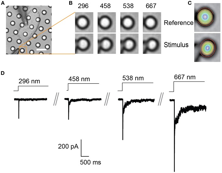 Figure 2