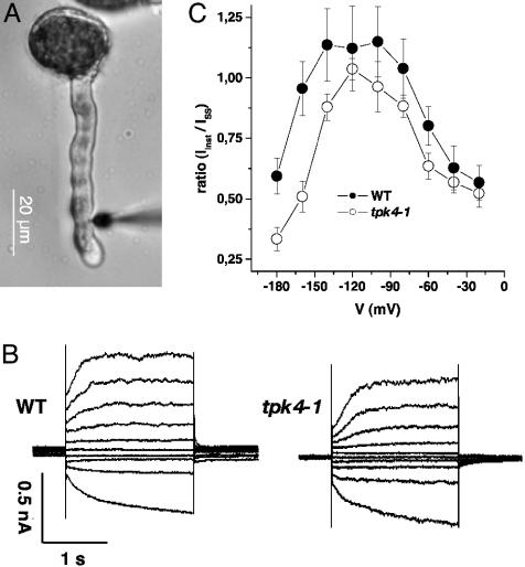 Fig. 2.